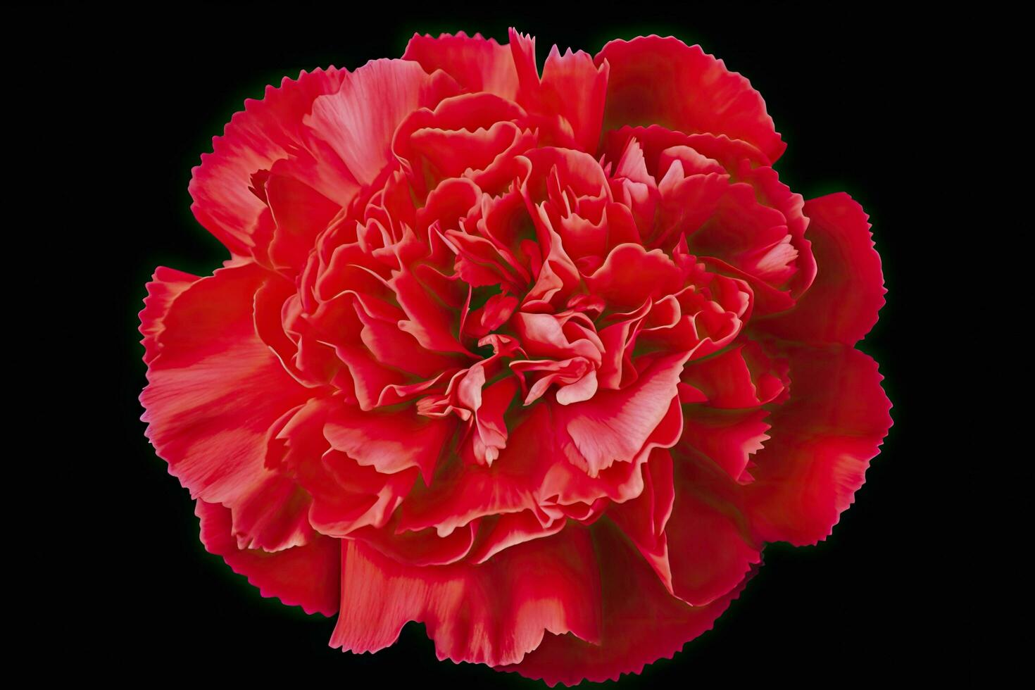 AI generated Red Carnation isolated on black background. AI Generated photo