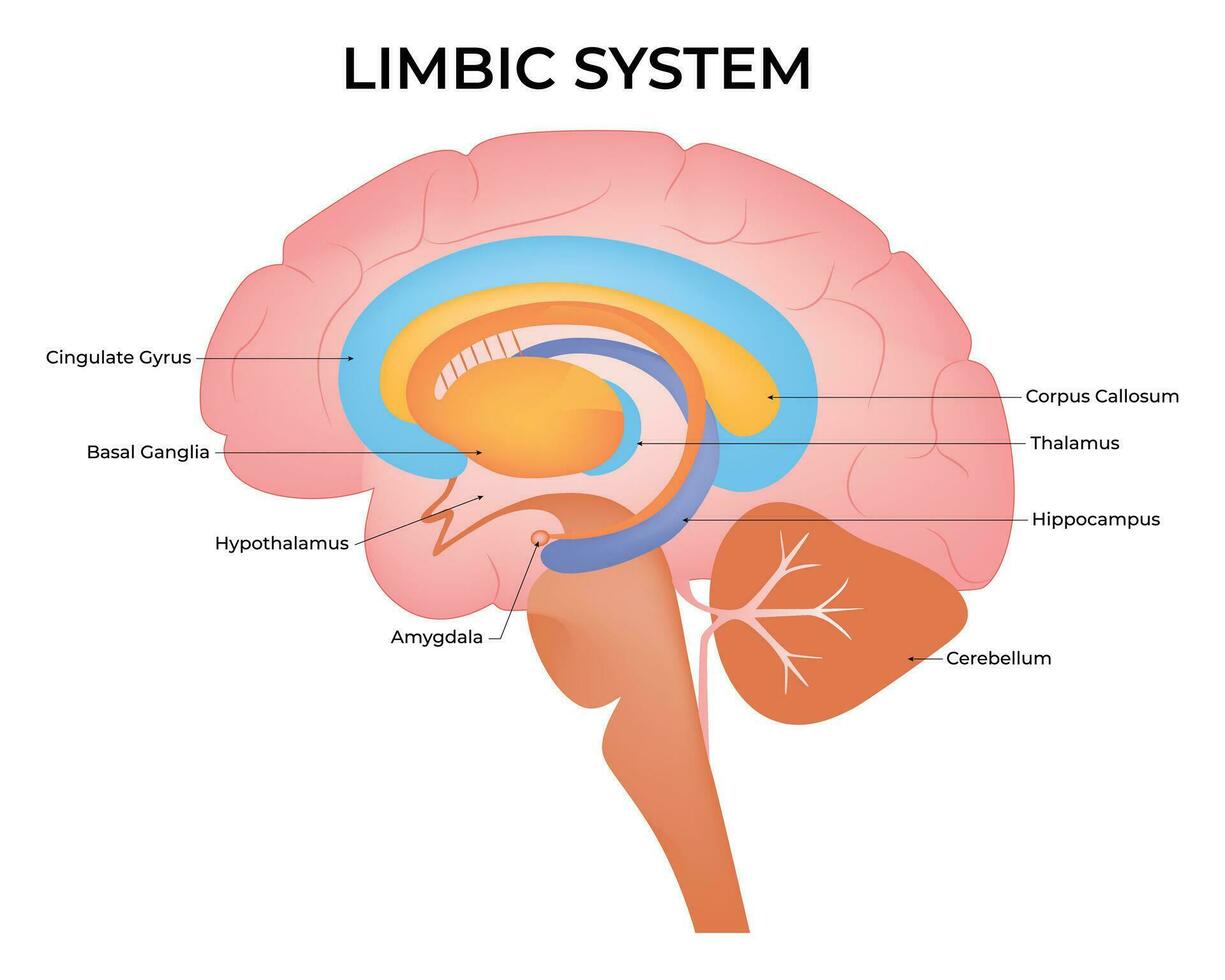 límbico sistema Ciencias diseño vector ilustración