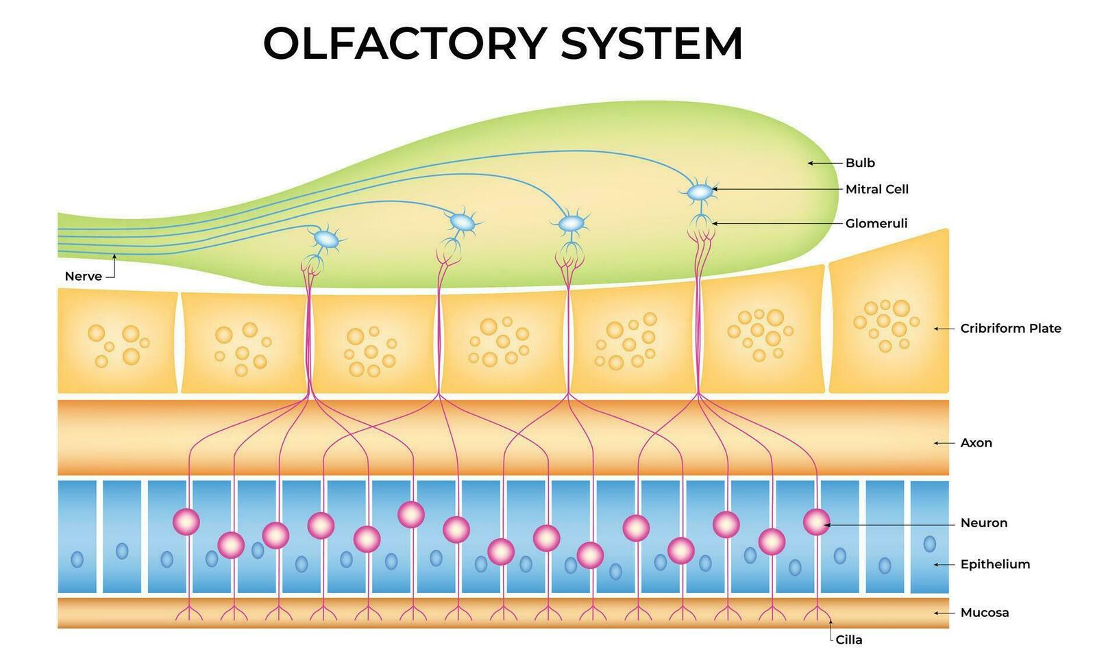 Olfactory System Science Design Vector Illustration Diagram