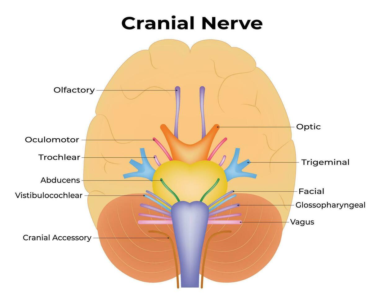cranial-nerve-science-design-vector-illustration-diagram-35945072-vector-art-at-vecteezy