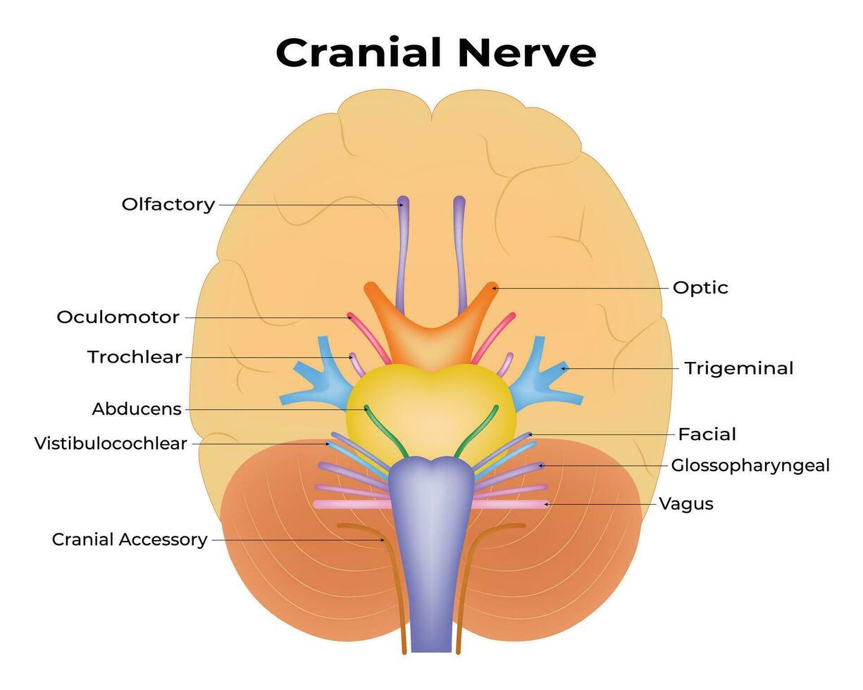 Cranial Nerve Science Design Vector Illustration Diagram