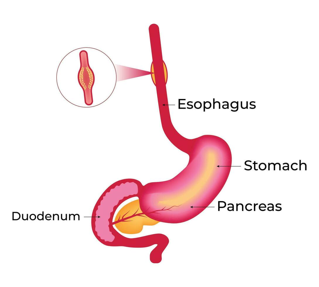 Esophagus Stomach Pancreas Science Design Vector Illustration