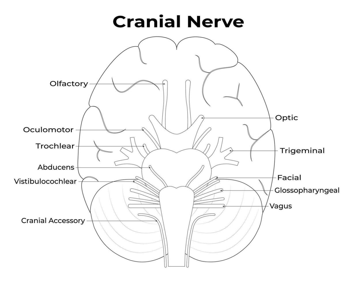 Cranial Nerve Science Design Vector Illustration Diagram