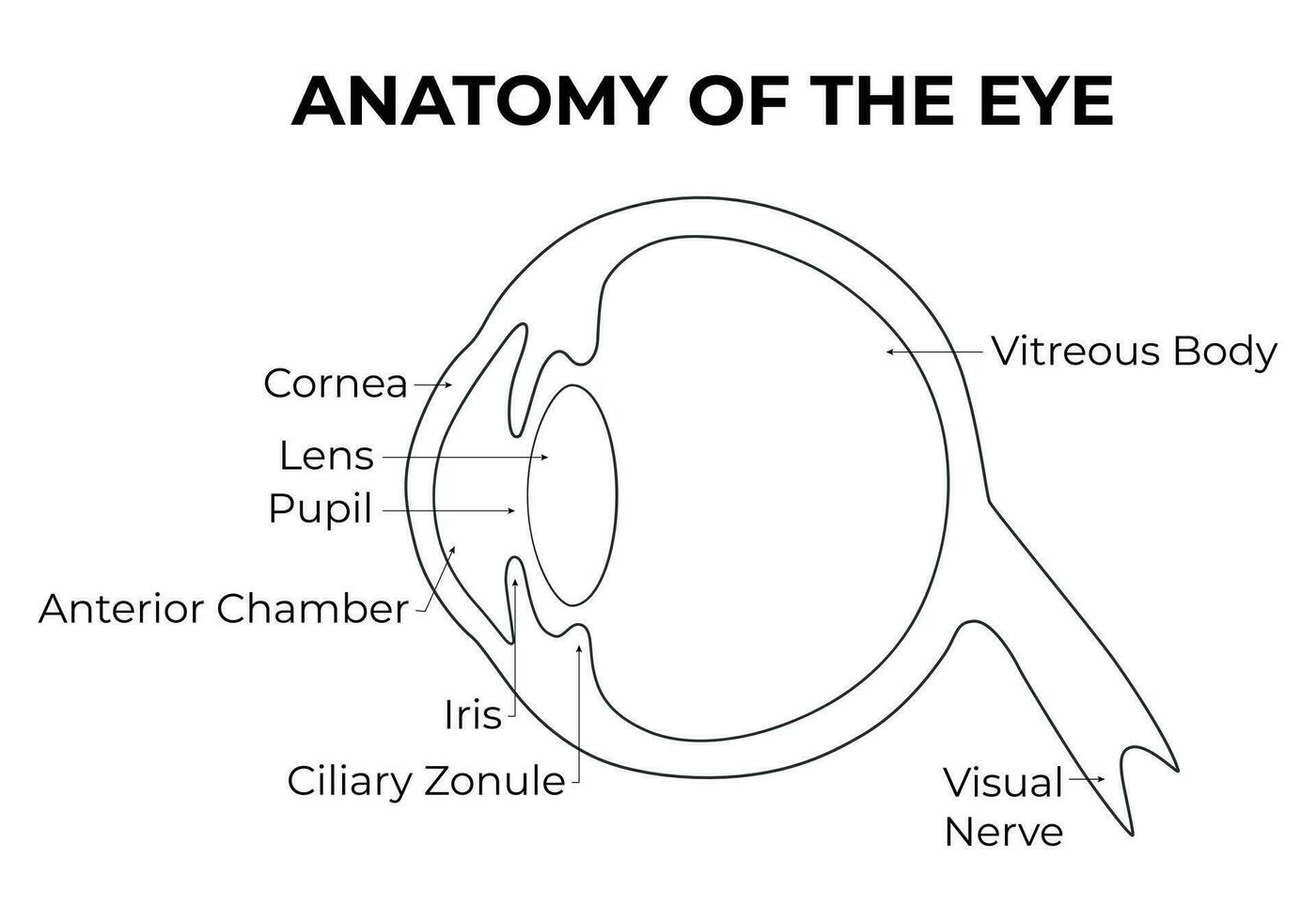 anatomía de el ojo Ciencias diseño vector ilustración