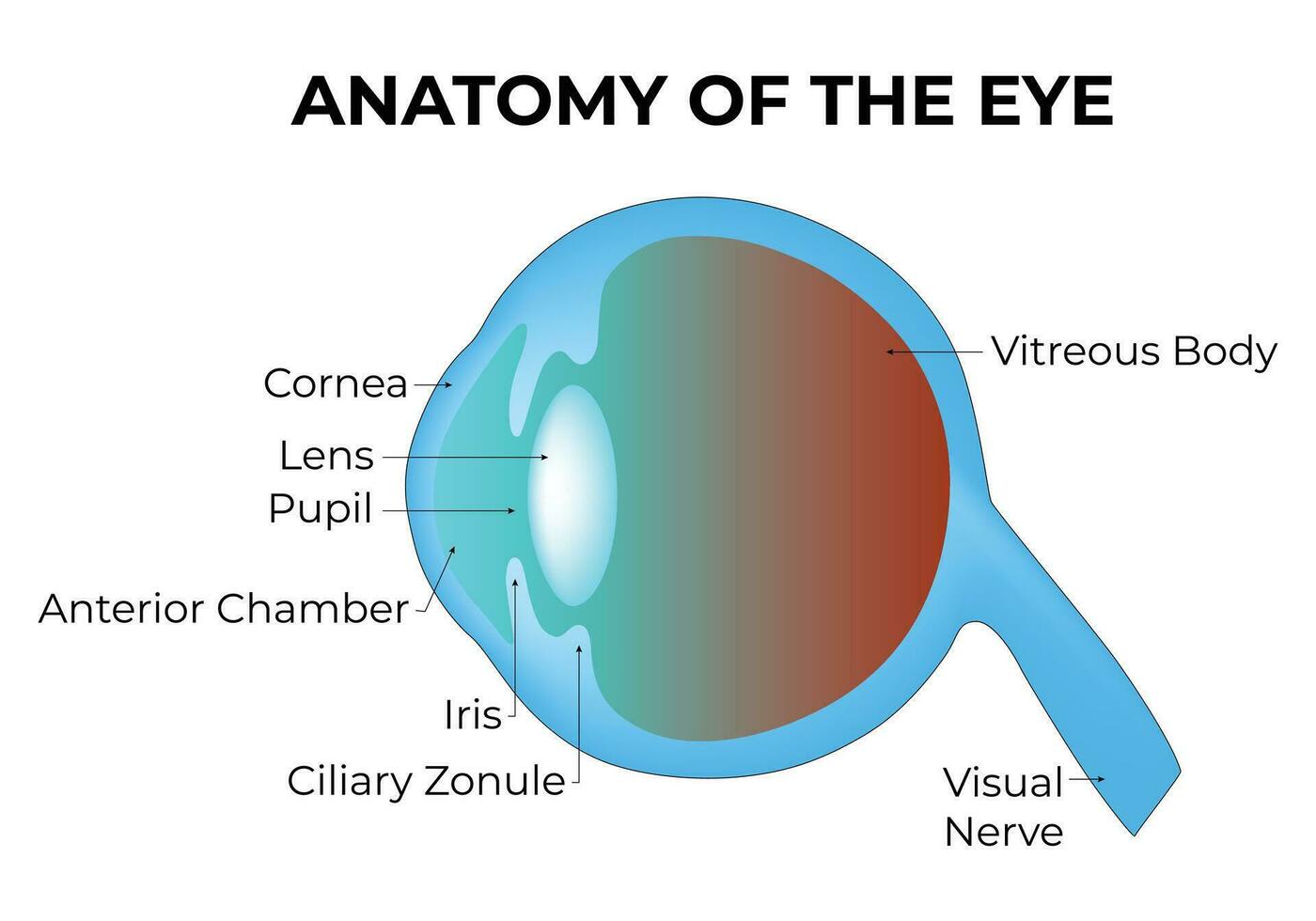 Anatomy of The Eye Science Design Vector Illustration