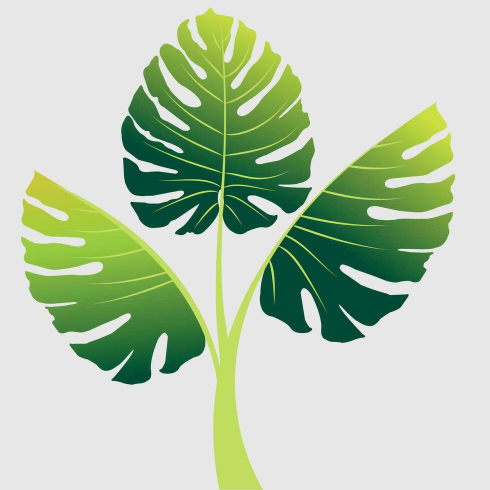 Monstera plant vector