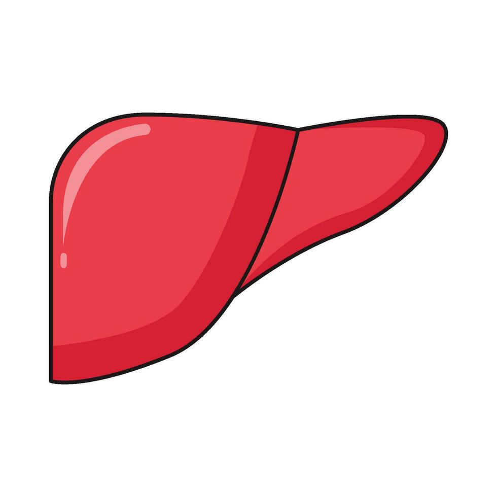 liver heart  illustration vector