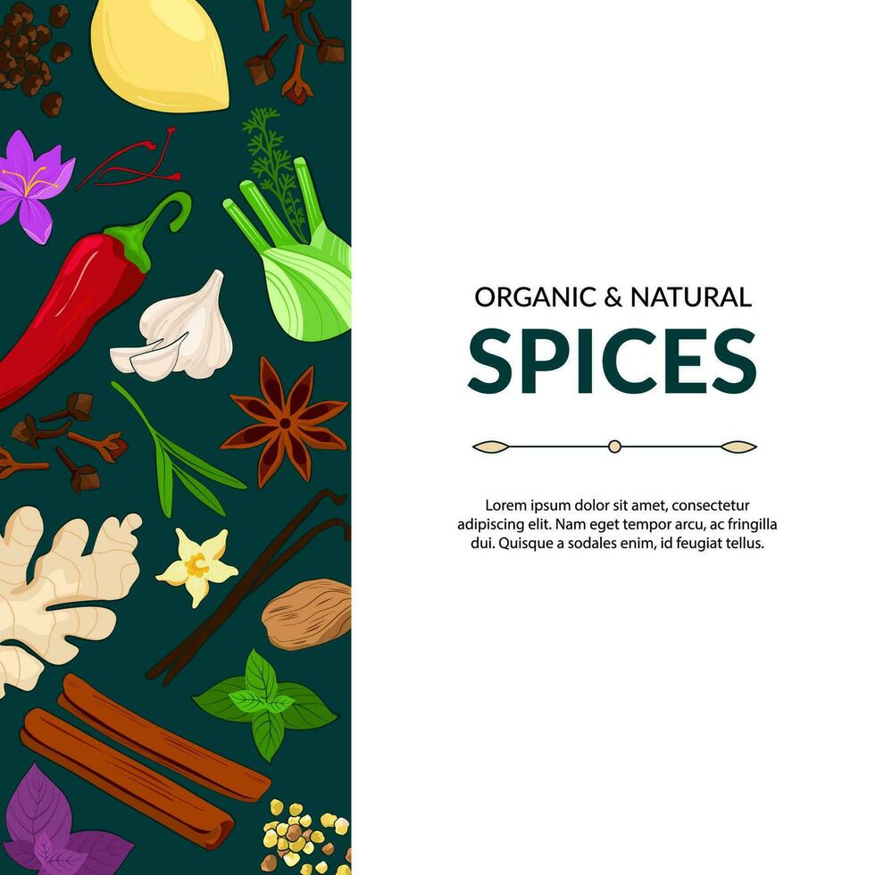 Spices. Hand drawn illustration of different spices on dark background. Use to create menus, packaging, prints. vector