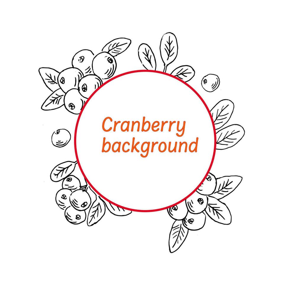 Cranberry label background outline sketch. Vector illustration isolated. Hand drawn illustration.