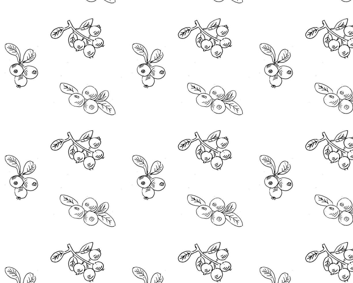 Lingonberry or cowberry, cranberry pattern outline. Vector illustration isolated. Can use for menu background, wrapping paper, textile. Hand drawn sketch illustration.