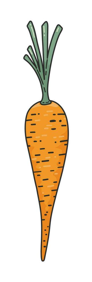 Organic carrot doodle cute icon. Orange carrot with green stems, textured. Natural food concept, cooking ingredients. Concept of healthy food, vegan products vector