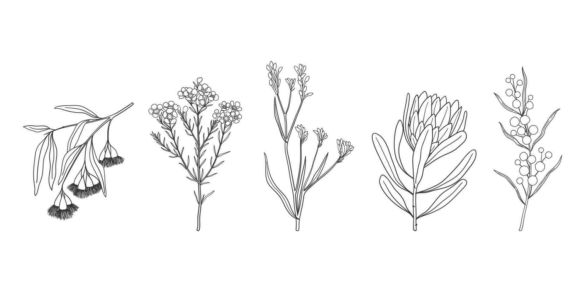 Set of hand drawn Australian native flowers and plants. Simple monochrome illustration of golden wattle, protea, kangaroo paw, wax flower and eucalyptus vector