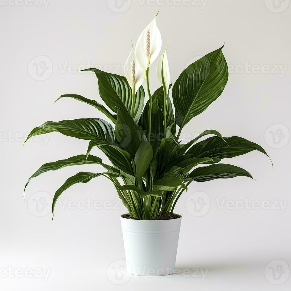 AI generated Peace Lily on a plain white background. AI Generated photo