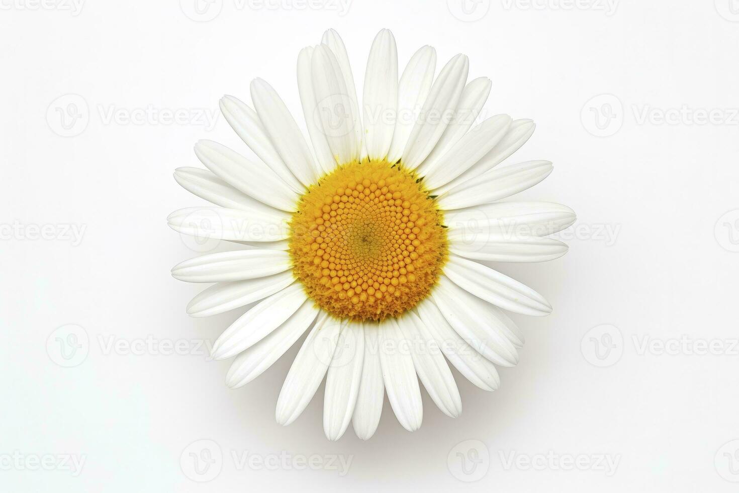 AI generated Common daisy isolated on white background. AI Generated photo