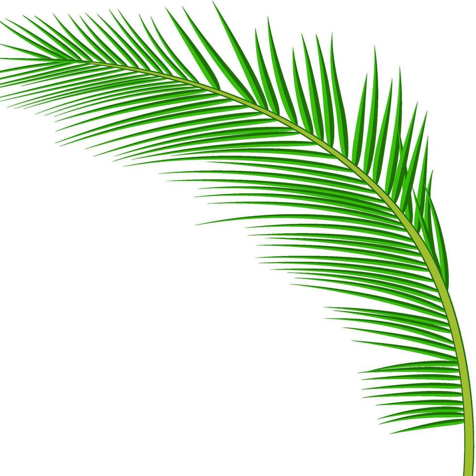 Palm leaves background. vector