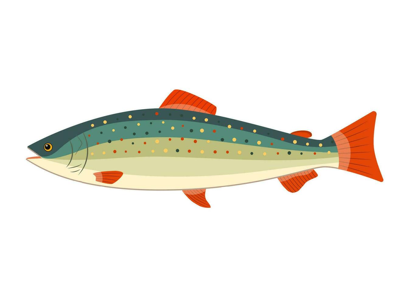 Illustration of a rainbow trout vector