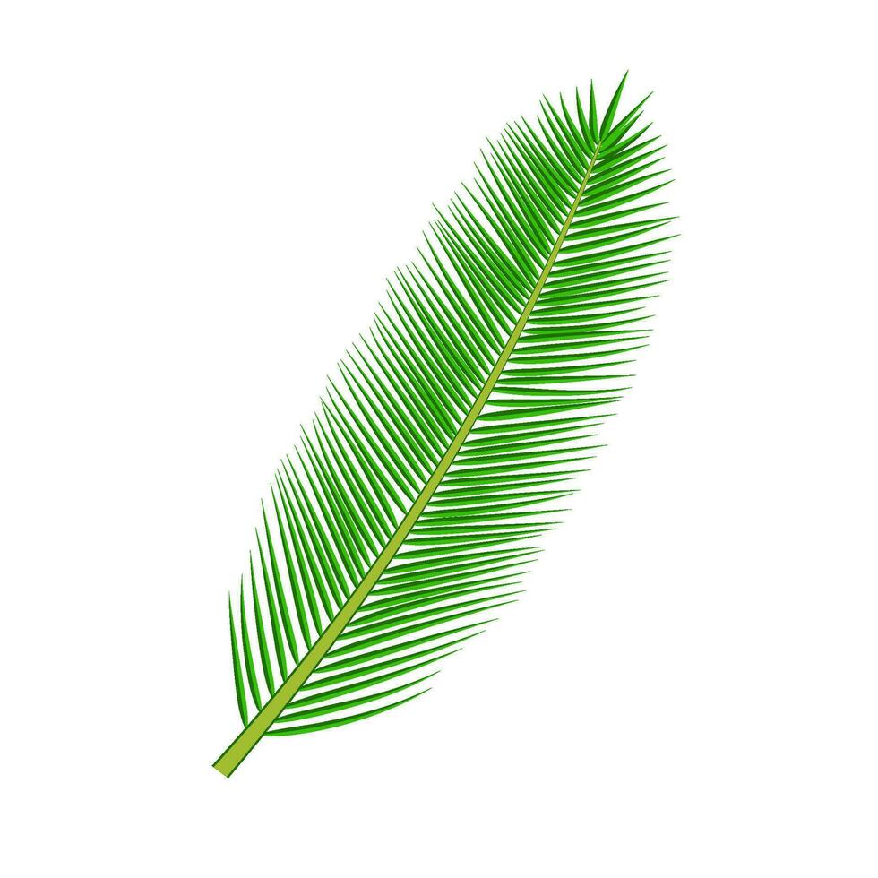 tropical palm leave vector