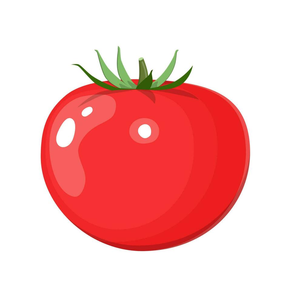 Fresh red tomato vector