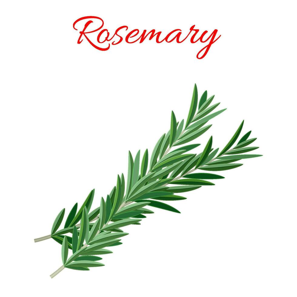 Rosemary culinary herb vector