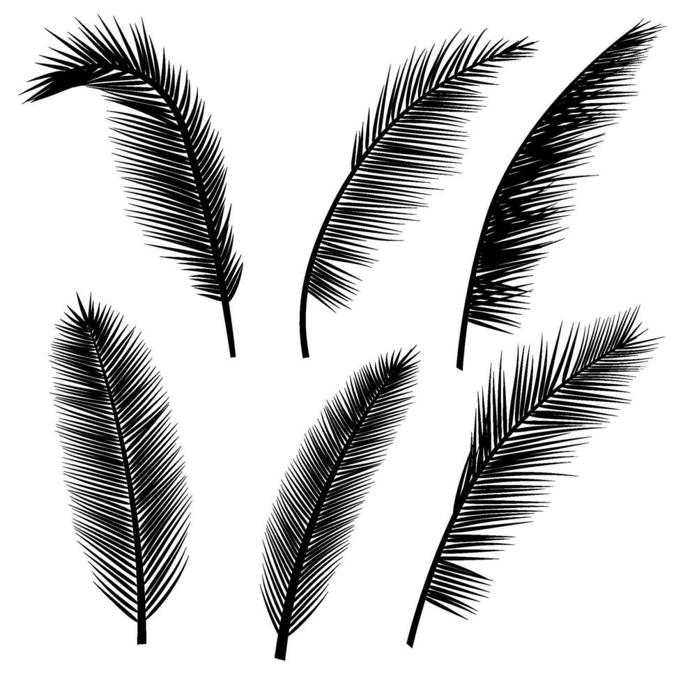 conjunto de palma hojas siluetas vector