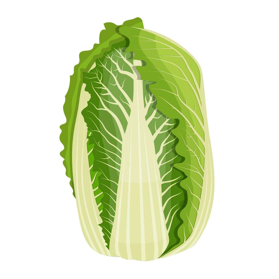 Chinese cabbage isolated on background. vector