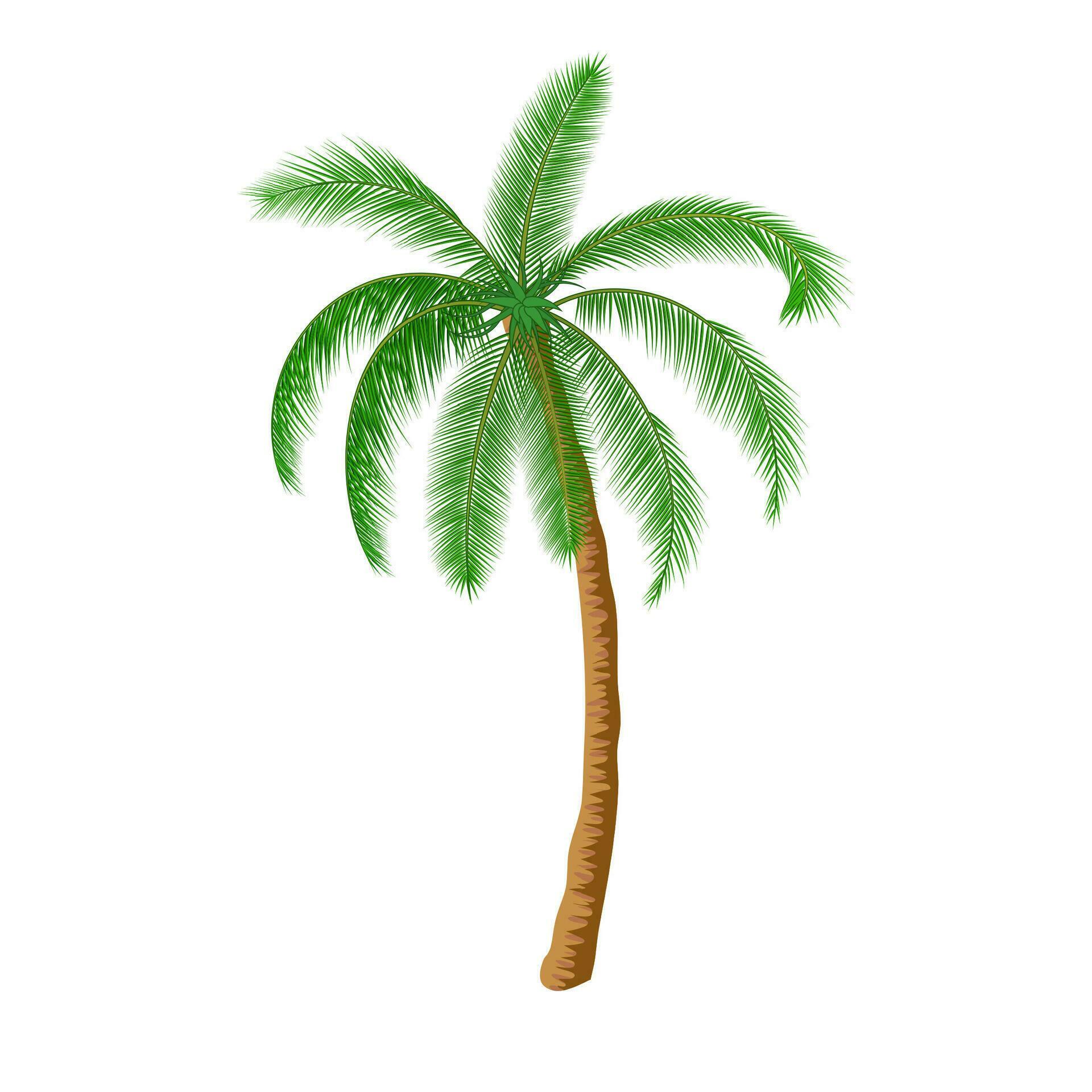 A palm tree 35953283 Vector Art at Vecteezy