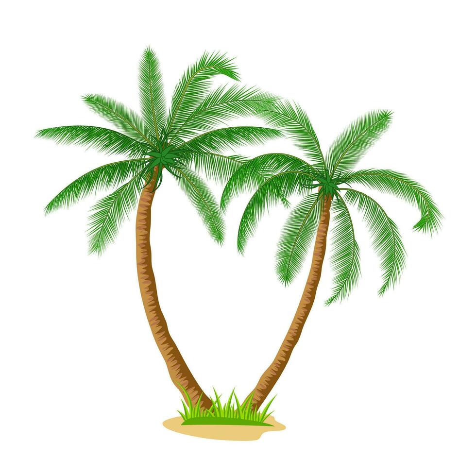 una palmera vector