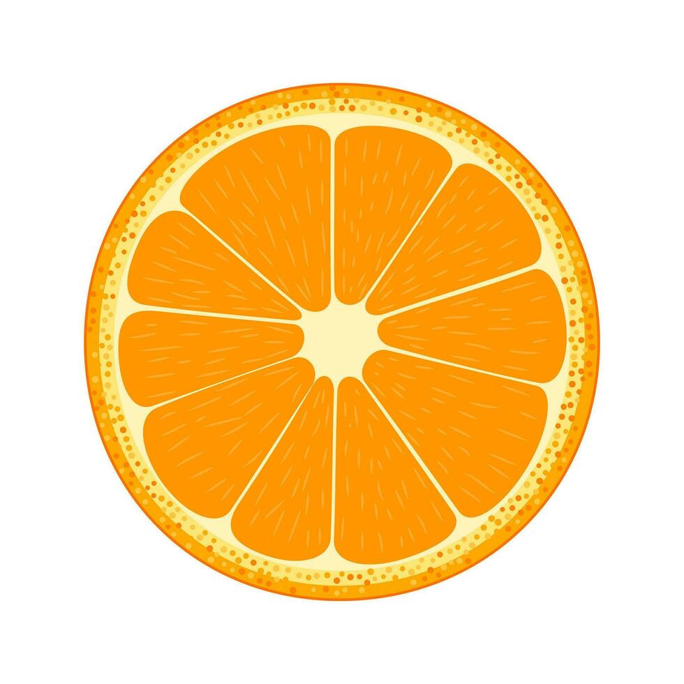 Half of fruit. Orange. vector