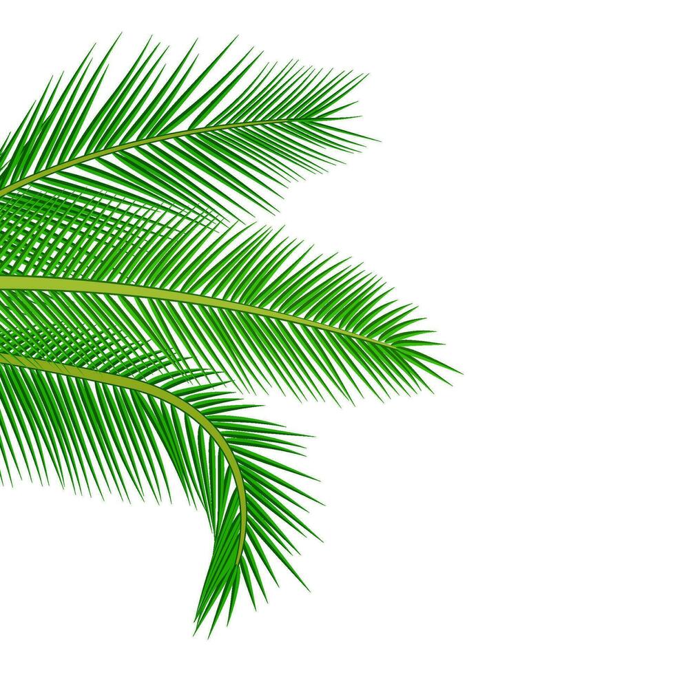 Palm leaves background. vector