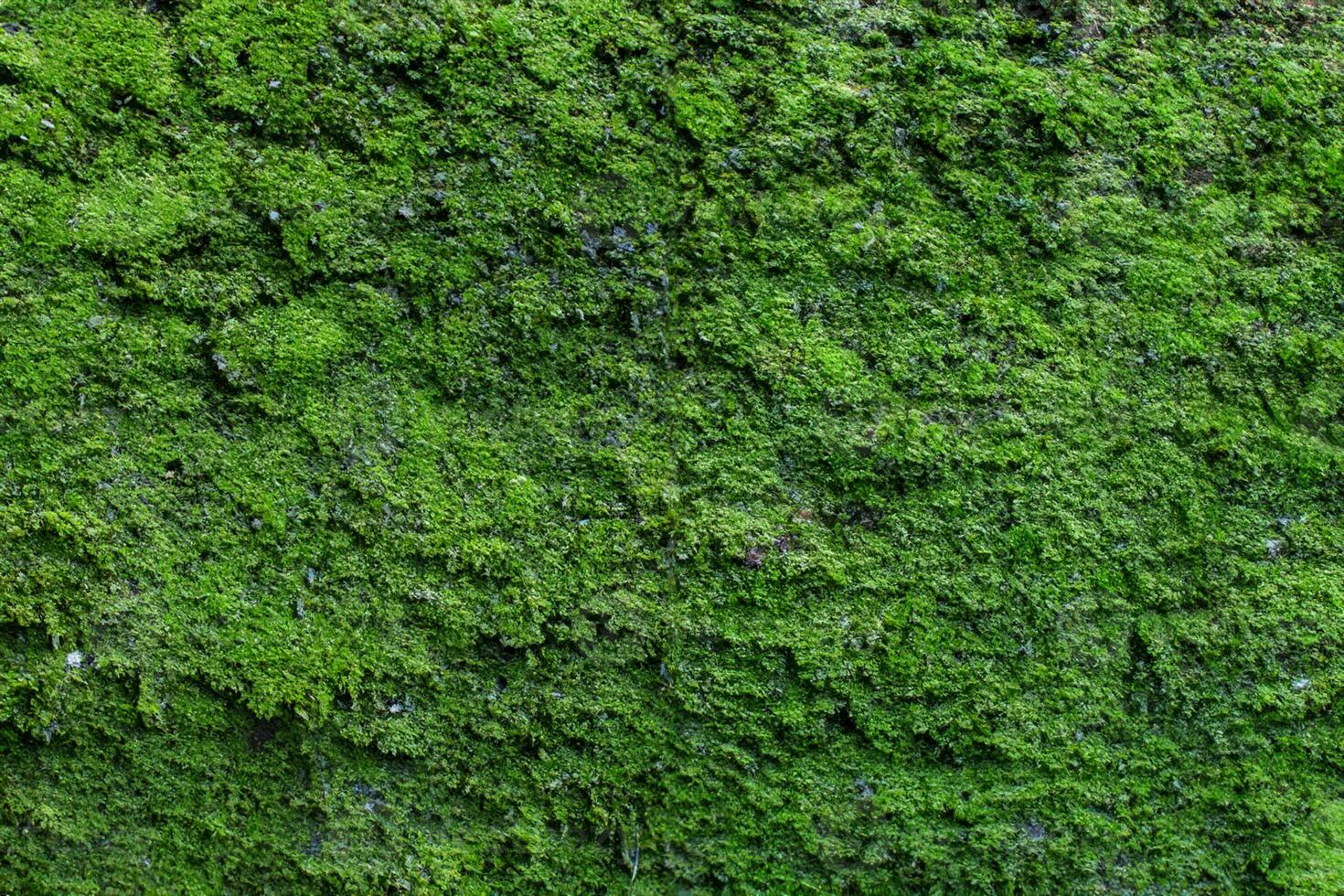 Moss texture. Moss background. Green moss on grunge texture, background photo