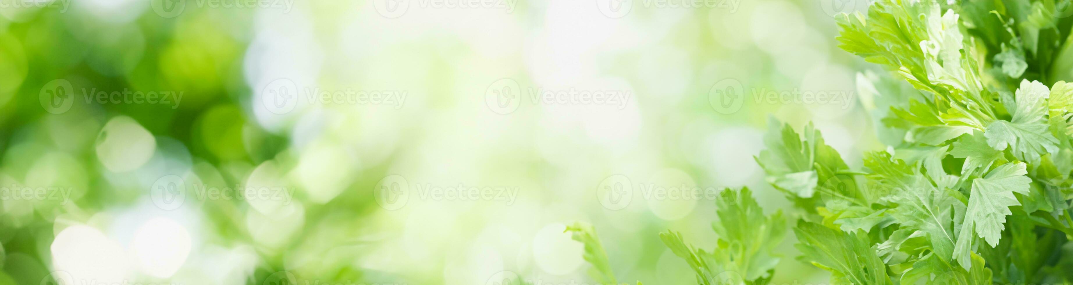Closeup of green nature leaf on blurred greenery background in garden with bokeh and copy space using as background cover page concept. photo