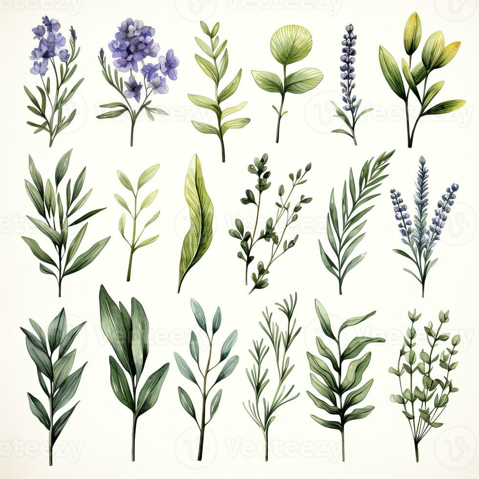 AI generated Collection of watercolor herbs clipart on white background. AI Generated photo