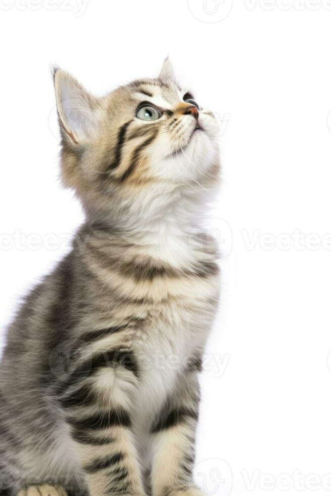 AI generated Playful funny kitten looking up isolated on a white background. AI Generated photo