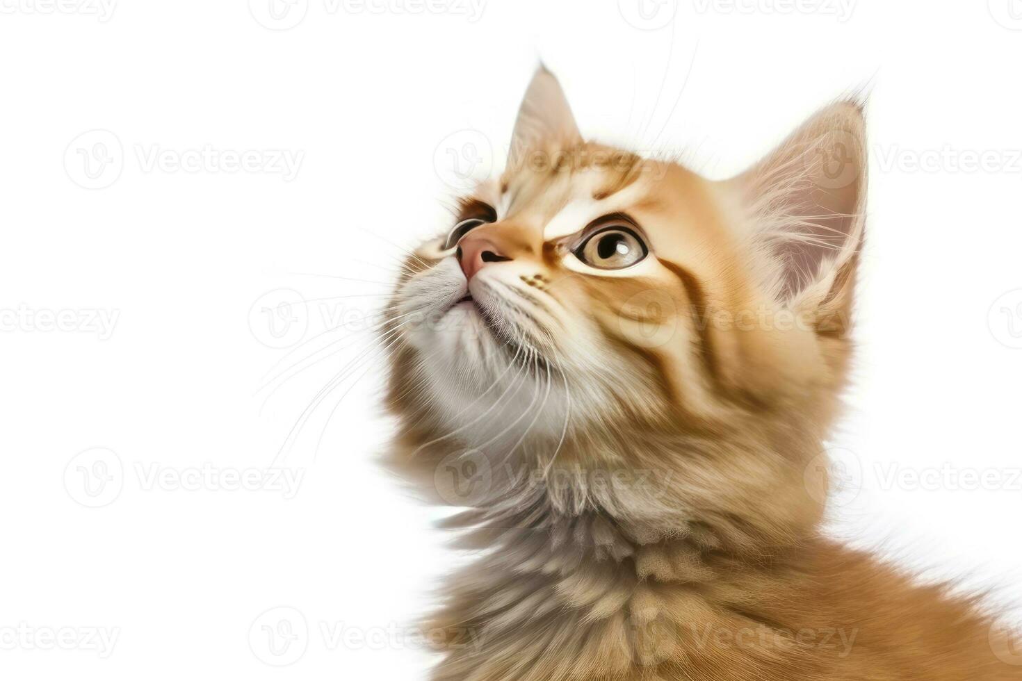 AI generated Playful funny kitten looking up isolated on a white background. AI Generated photo