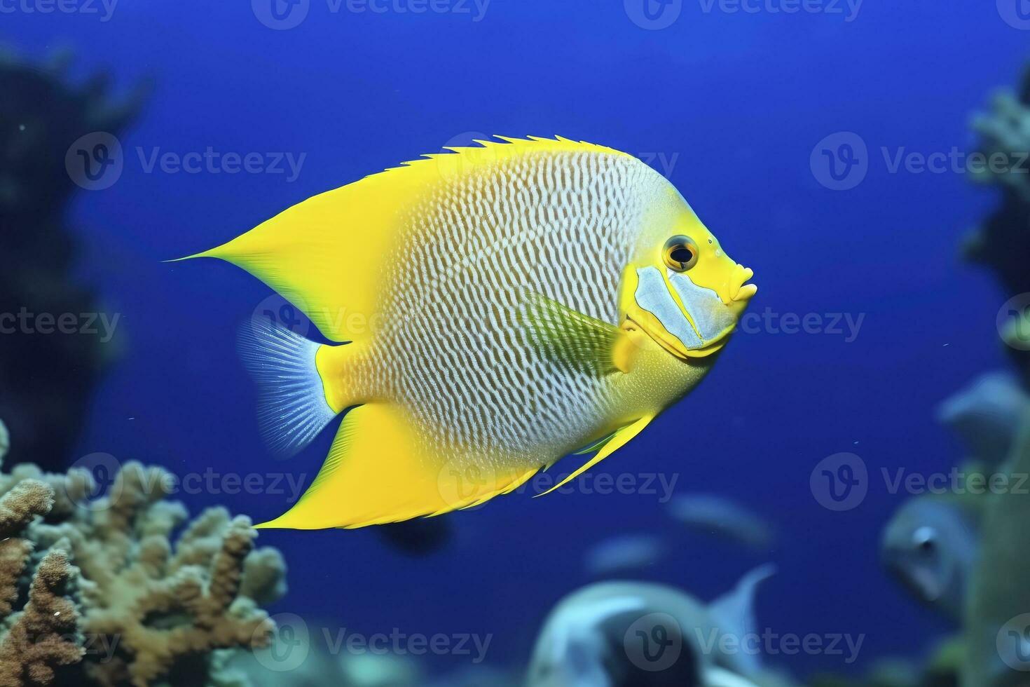 AI generated Beautiful angelfish in the ocean. AI Generated photo