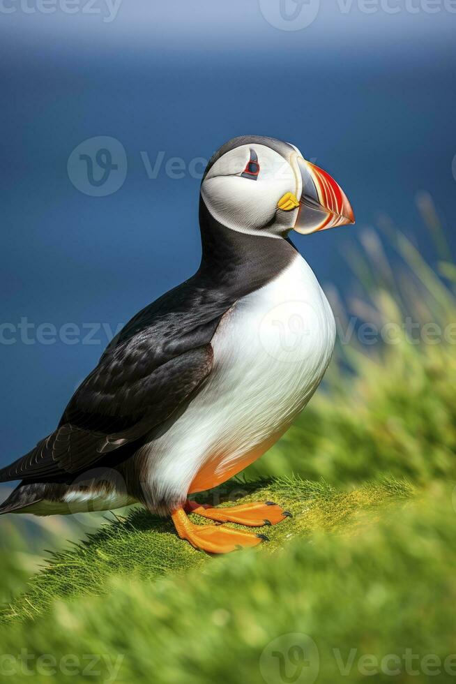 AI generated Puffin bird on a green grass patch. AI Generated photo