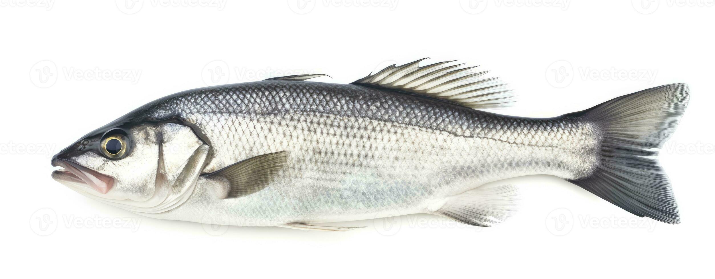 AI generated One fresh sea bass fish isolated on white background. AI Generated. photo
