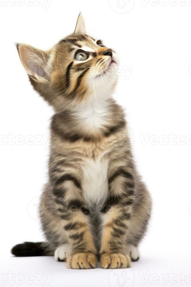 AI generated Playful funny kitten looking up isolated on a white background. AI Generated photo