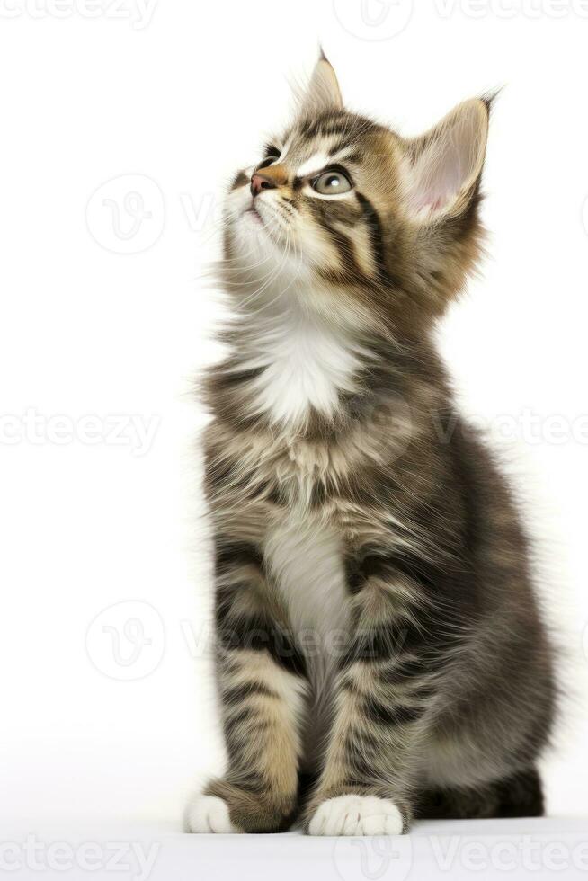 AI generated Playful funny kitten looking up isolated on a white background. AI Generated photo