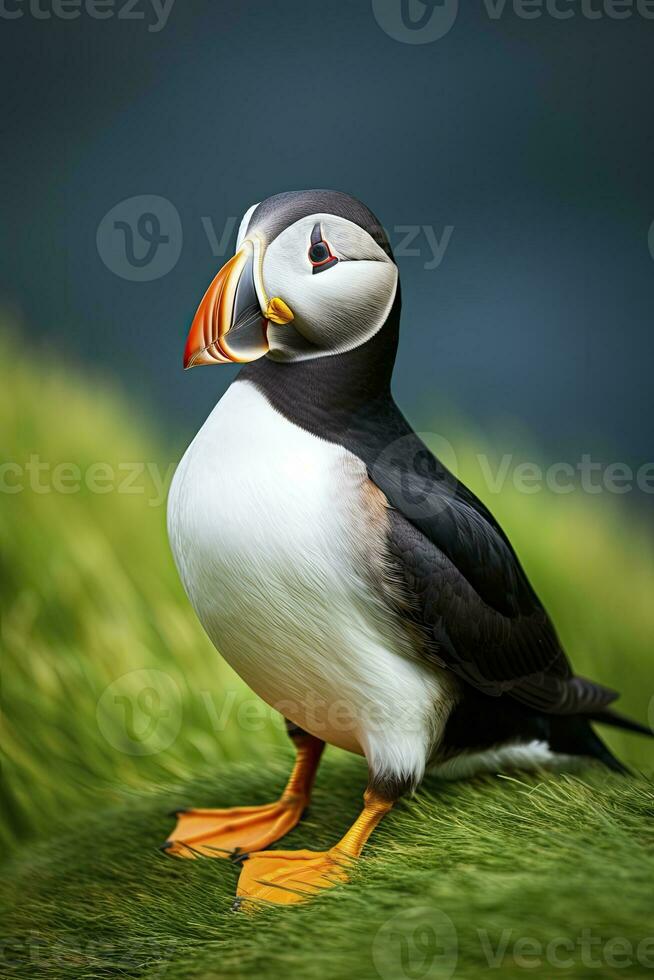 AI generated Puffin bird on a green grass patch. AI Generated photo