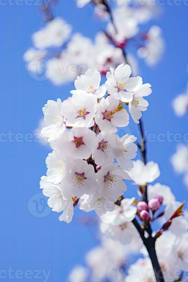 AI generated Cherry Blossom Against Clear Blue Sky.AI Generated. photo