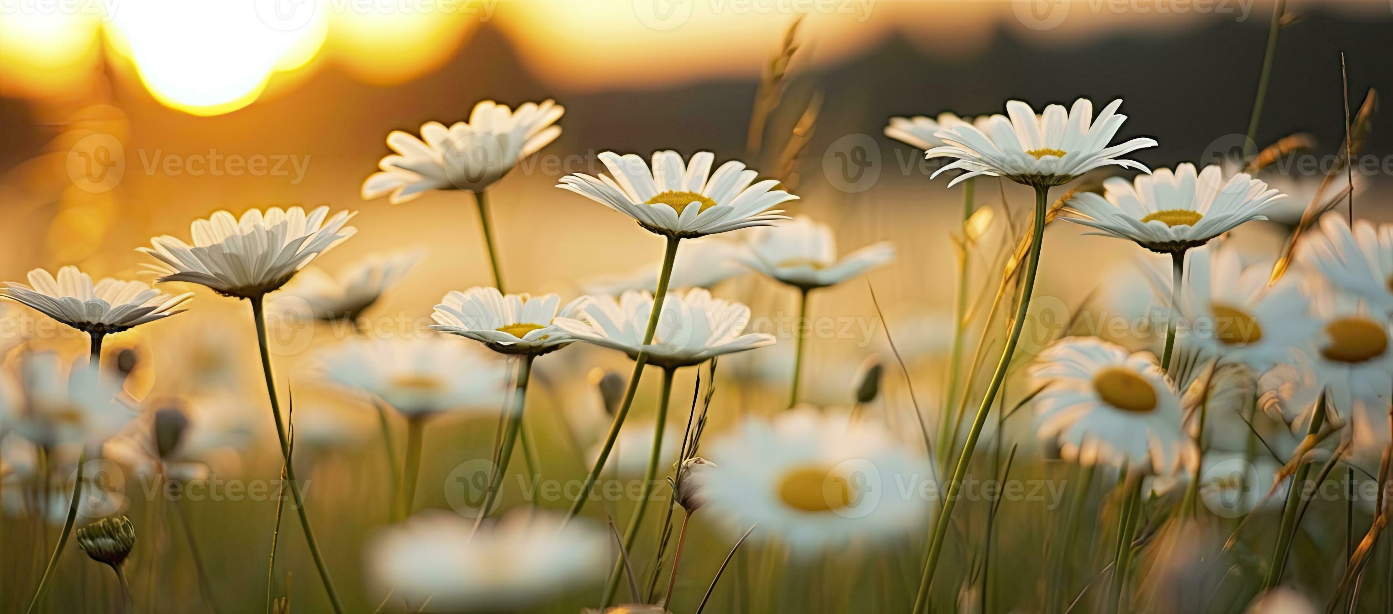 The Impact Of The Daisy Blooms Leak: A Nation Divided - 62ttkox