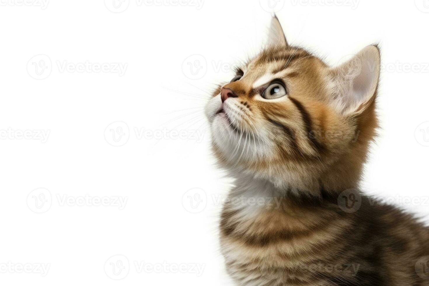 AI generated Playful funny kitten looking up isolated on a white background. AI Generated photo