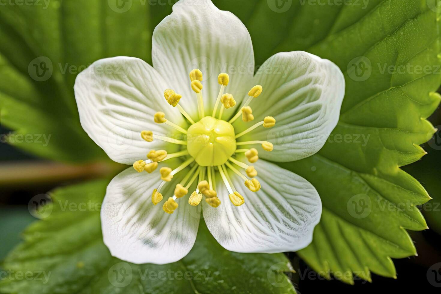 ai generado fresa flor. ai generado foto