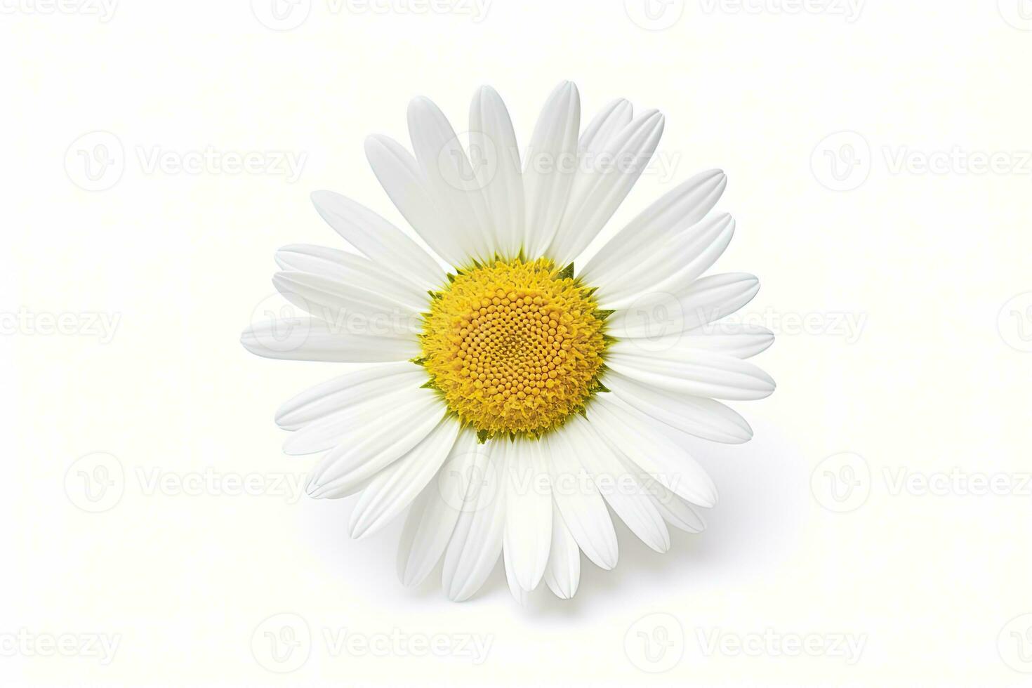 AI generated Common daisy isolated on white background. AI Generated photo