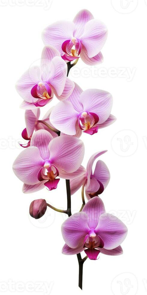 AI generated Pink Orchid isolated on white background. AI Generated photo