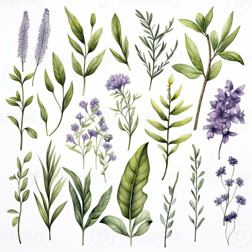 AI generated Collection of watercolor herbs clipart on white background. AI Generated photo