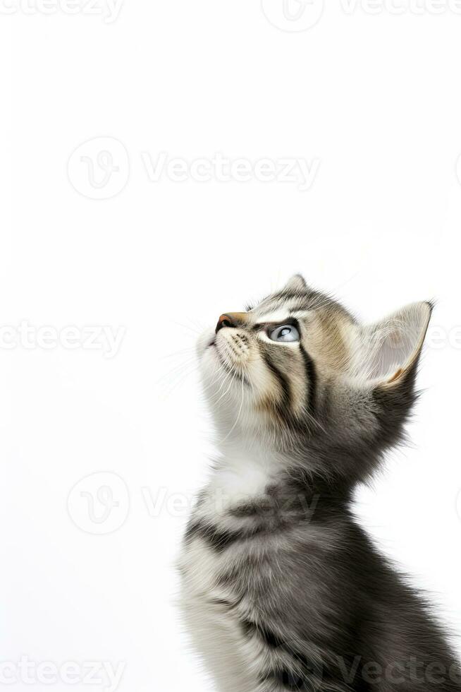 ai generado juguetón gracioso gatito mirando arriba aislado en un blanco antecedentes. ai generado foto