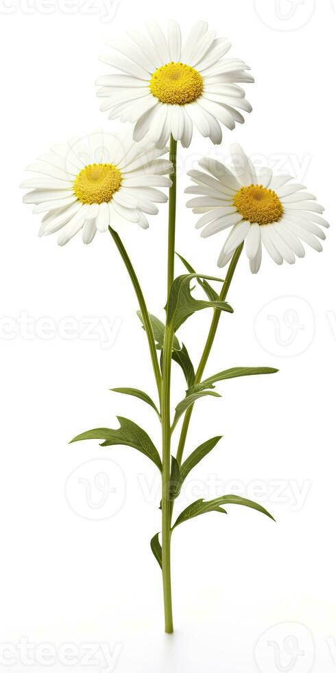 AI generated Common daisy isolated on white background. AI Generated photo