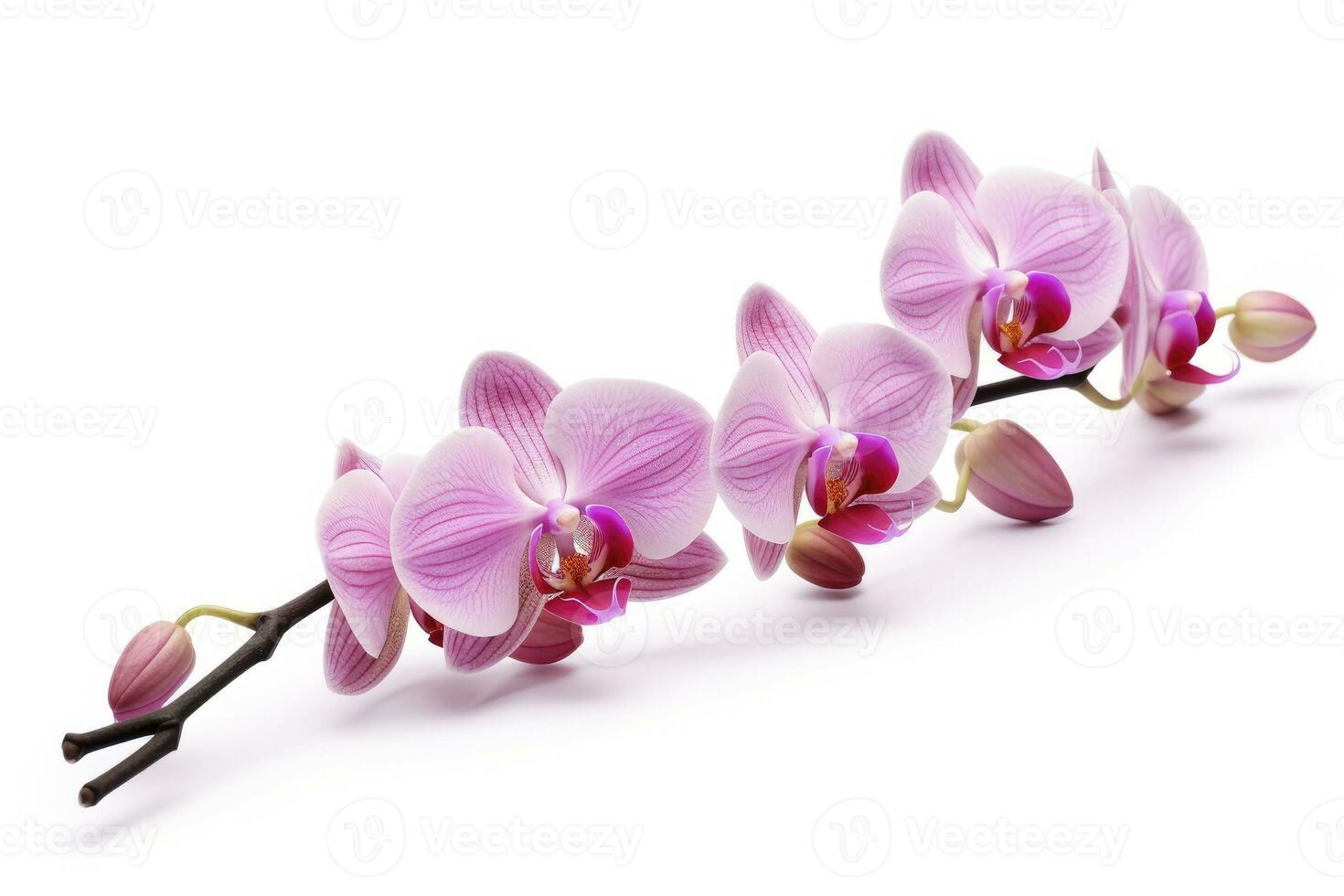 AI generated Pink Orchid isolated on white background. AI Generated photo